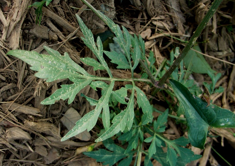 Bidens bipinnata